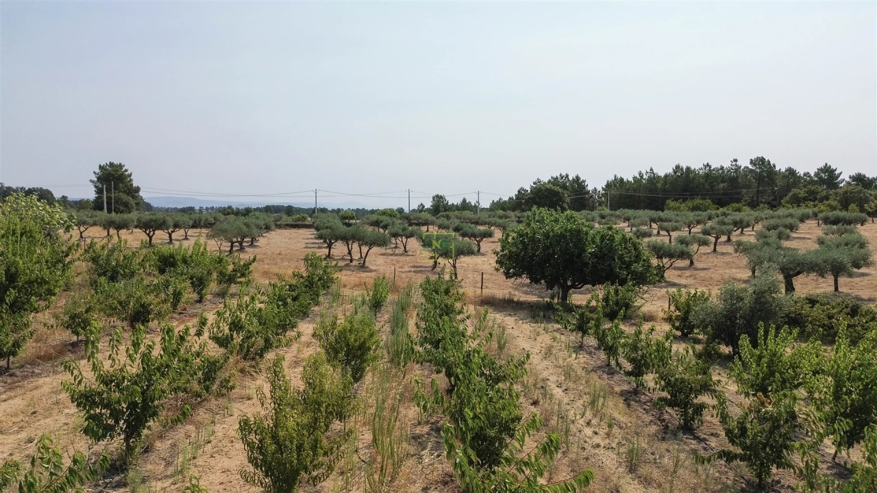 Quinta T1 para Venda em Vale de Prazeres e Mata da Rainha Foto 77