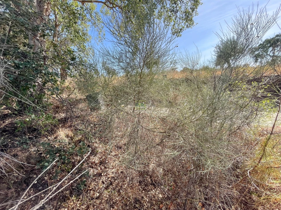 Terreno Agricola ou Rústico para Venda em Tinalhas Foto 20