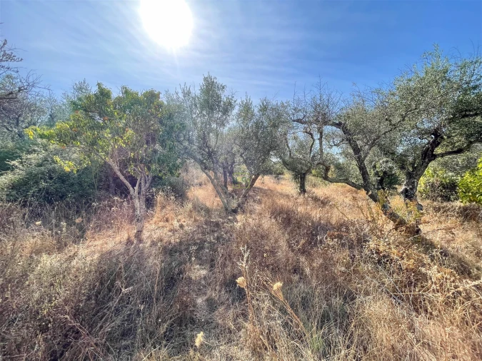Terreno Agricola ou Rústico para Venda em Tinalhas Foto 46