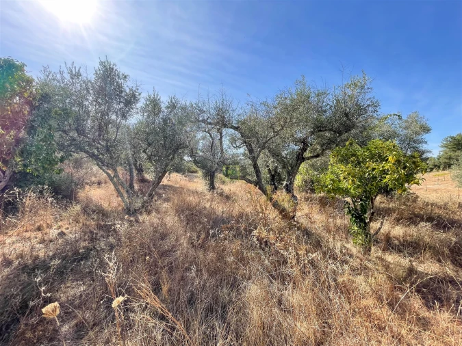 Terreno Agricola ou Rústico para Venda em Tinalhas Foto 45