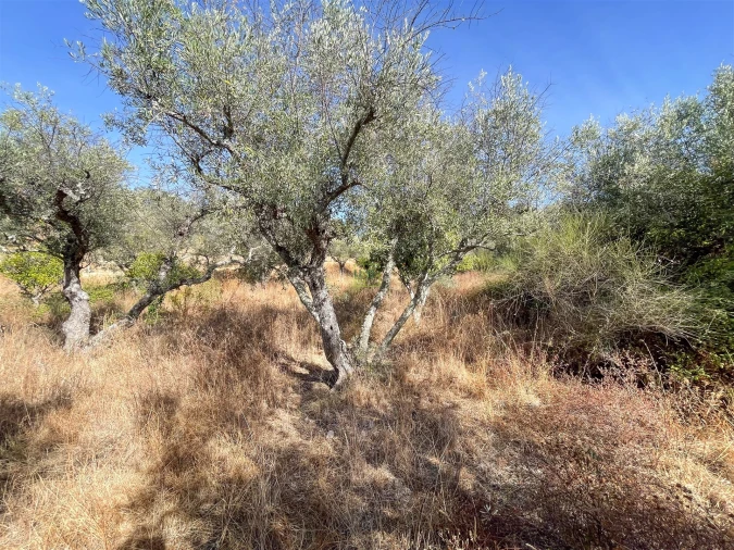 Terreno Agricola ou Rústico para Venda em Tinalhas Foto 41