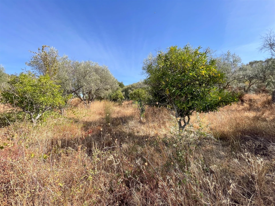 Terreno Agricola ou Rústico para Venda em Tinalhas Foto 43