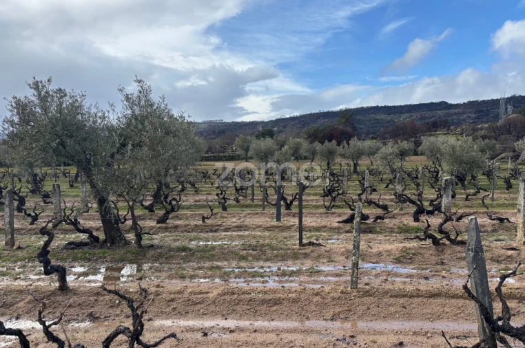 Terreno para Venda em Mêda, Outeiro de Gatos e Fonte Longa Foto 16