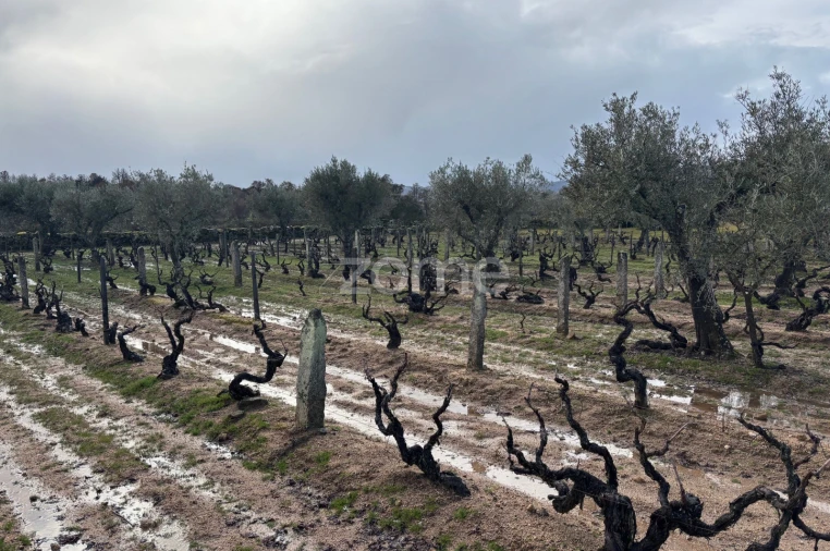 Terreno para Venda em Mêda, Outeiro de Gatos e Fonte Longa Foto 17