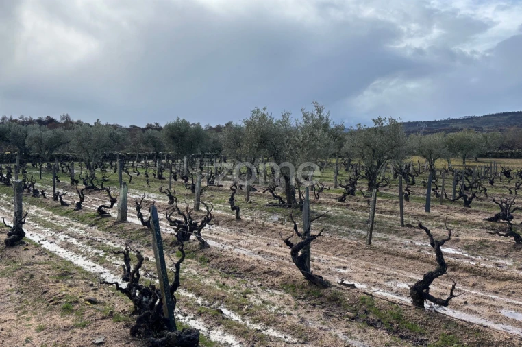 Terreno para Venda em Mêda, Outeiro de Gatos e Fonte Longa Foto 18