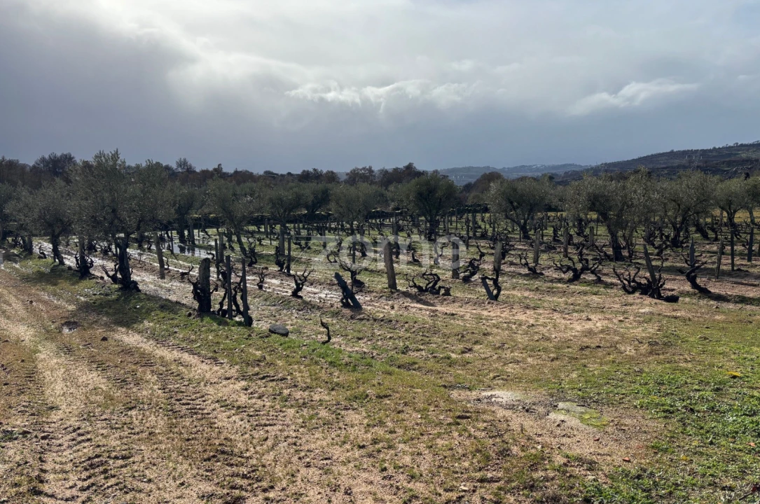 Terreno para Venda em Mêda, Outeiro de Gatos e Fonte Longa Foto 3