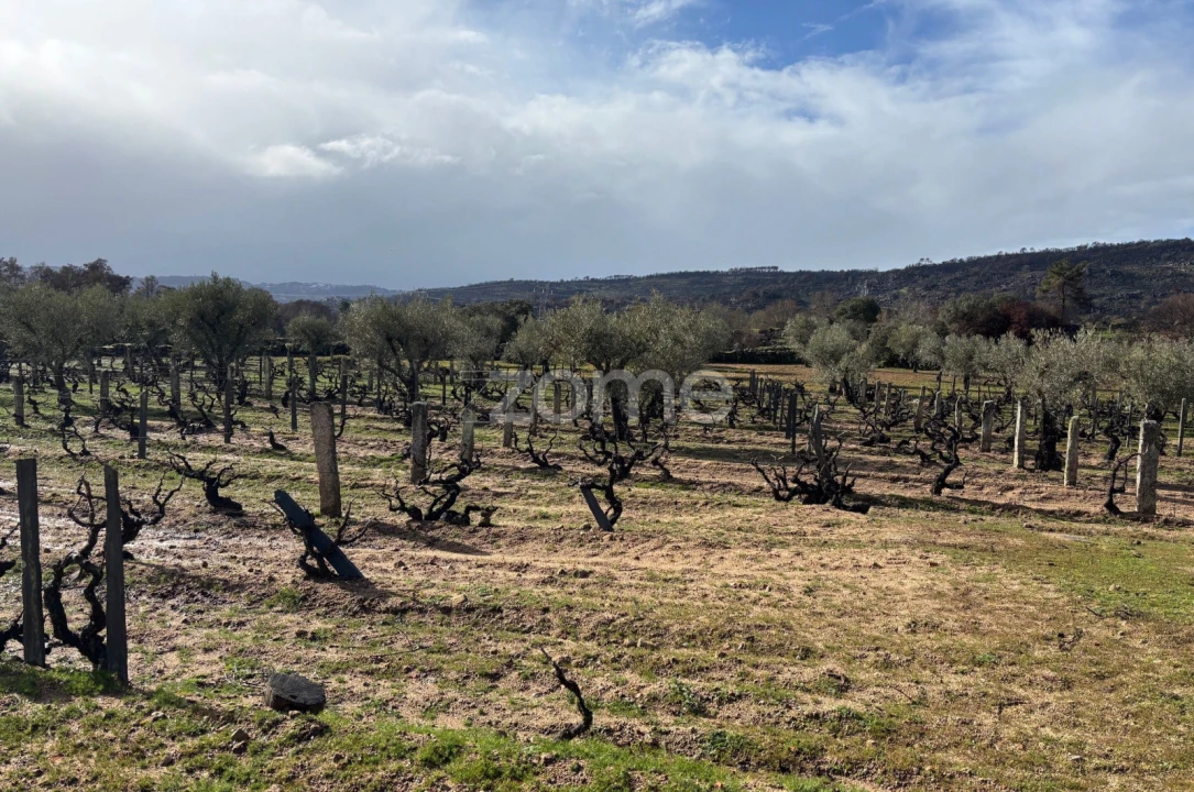 Terreno para Venda em Mêda, Outeiro de Gatos e Fonte Longa Foto 2