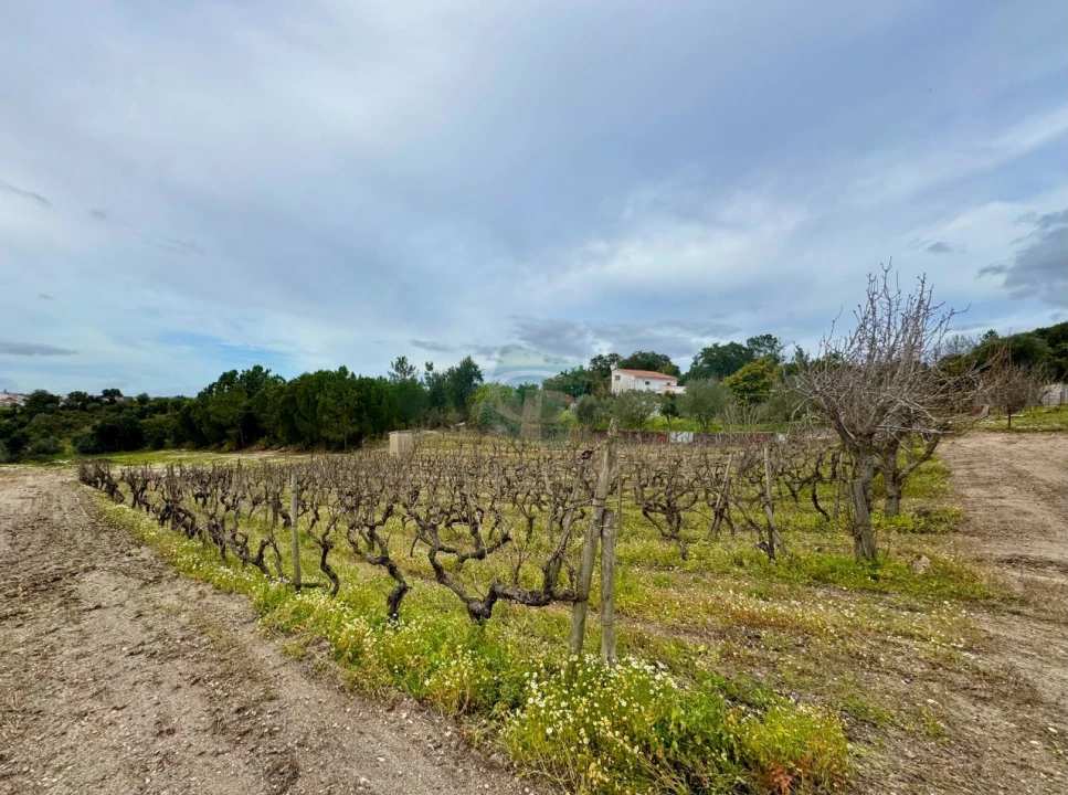 Terreno para Venda em Cartaxo e Vale da Pinta Foto 12