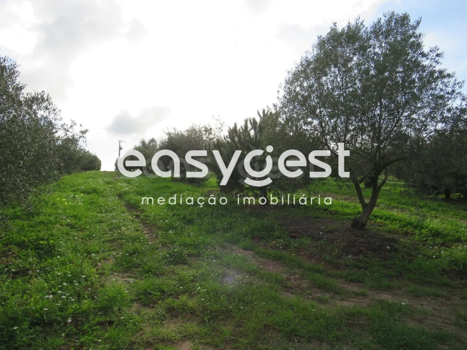 Terreno Agricola ou Rústico para Venda em São Francisco da Serra Foto 8