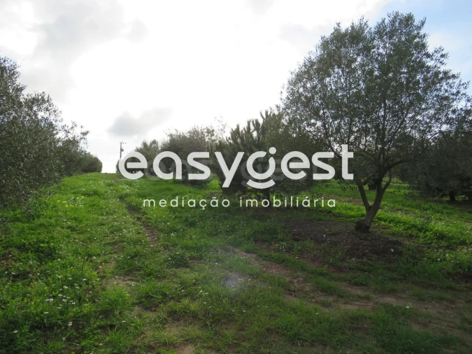 Terreno Agricola ou Rústico para Venda em São Francisco da Serra Foto 8