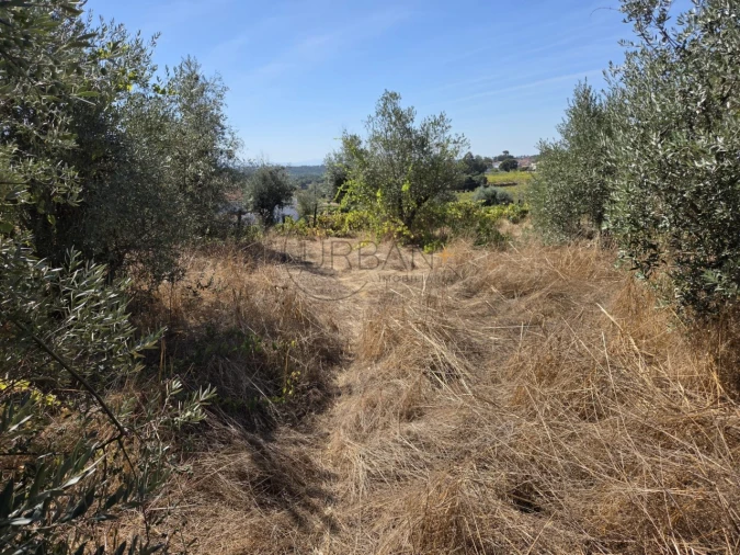 Terreno para Venda em Carvalhal Redondo e Aguieira Foto 2