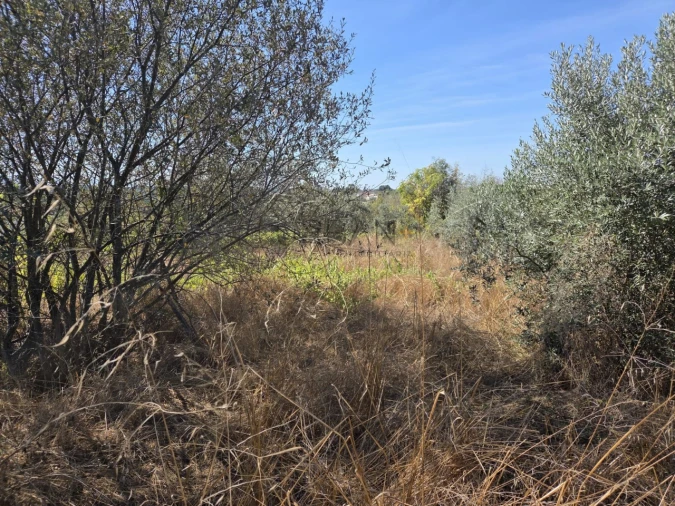 Terreno para Venda em Carvalhal Redondo e Aguieira Foto 3