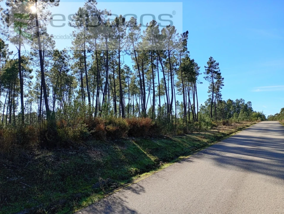 Terreno para Venda em Sarzedas Foto 11