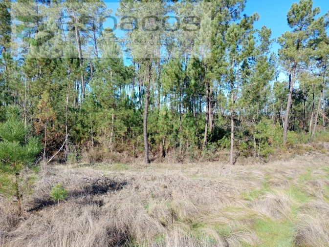Terreno para Venda em Sarzedas Foto 4