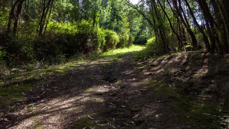 Terreno para Venda em Verim, Friande e Ajude Foto 39