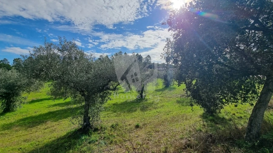 Terreno para Venda em Sarzedas Foto 8