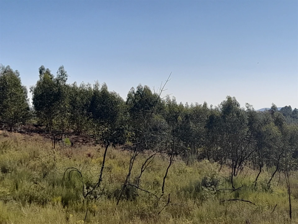 Terreno Agricola ou Rústico para Venda em Ninho do Açor e Sobral do Campo Foto 3
