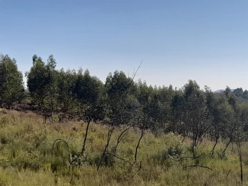 Terreno Agricola ou Rústico para Venda em Ninho do Açor e Sobral do Campo