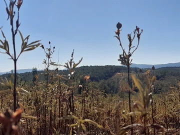 Terreno Agricola ou Rústico para Venda em Ninho do Açor e Sobral do Campo