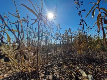 Terreno Agricola ou Rústico para Venda em Ninho do Açor e Sobral do Campo