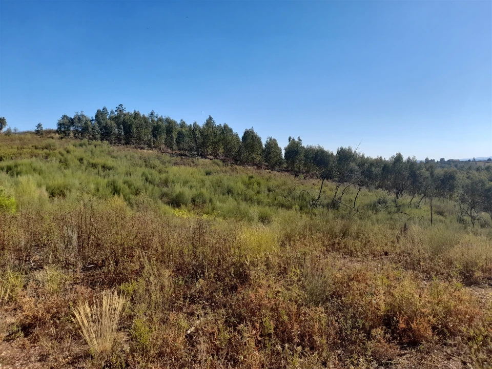 Terreno Agricola ou Rústico para Venda em Ninho do Açor e Sobral do Campo Foto 1