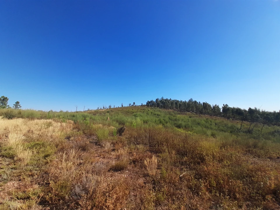 Terreno Agricola ou Rústico para Venda em Ninho do Açor e Sobral do Campo Foto 6