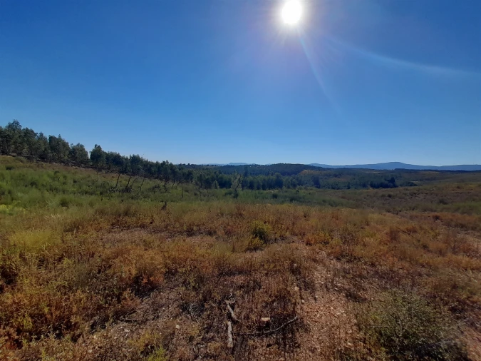 Terreno Agricola ou Rústico para Venda em Ninho do Açor e Sobral do Campo Foto 5