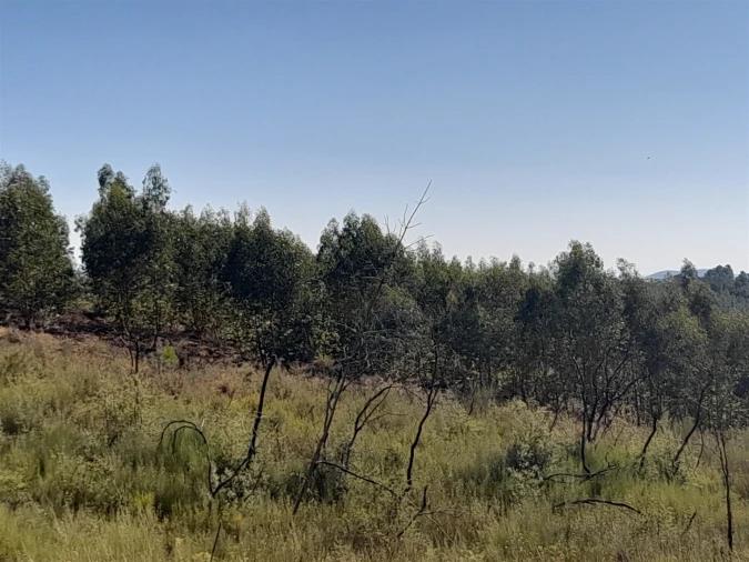 Terreno Agricola ou Rústico para Venda em Ninho do Açor e Sobral do Campo Foto 3