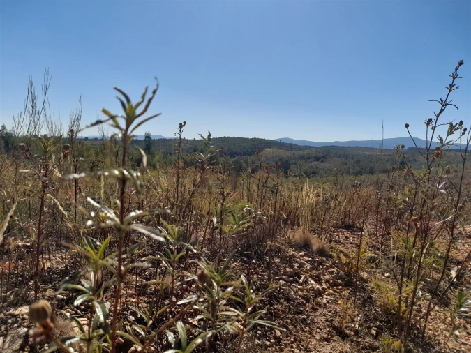 Terreno Agricola ou Rústico para Venda em Ninho do Açor e Sobral do Campo Foto 12