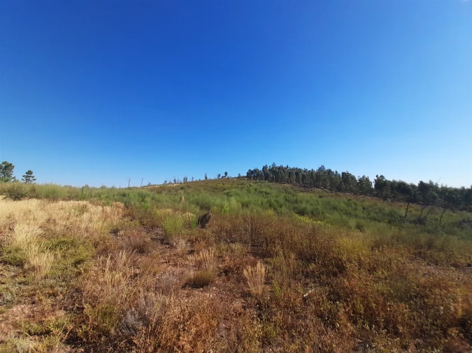 Terreno Agricola ou Rústico para Venda em Ninho do Açor e Sobral do Campo Foto 6