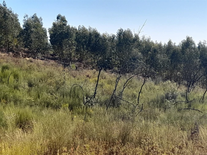 Terreno Agricola ou Rústico para Venda em Ninho do Açor e Sobral do Campo Foto 4