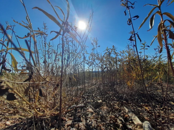 Terreno Agricola ou Rústico para Venda em Ninho do Açor e Sobral do Campo Foto 11