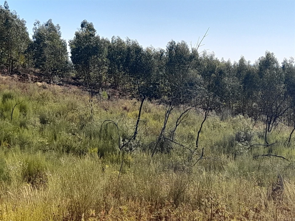 Terreno Agricola ou Rústico para Venda em Ninho do Açor e Sobral do Campo Foto 4