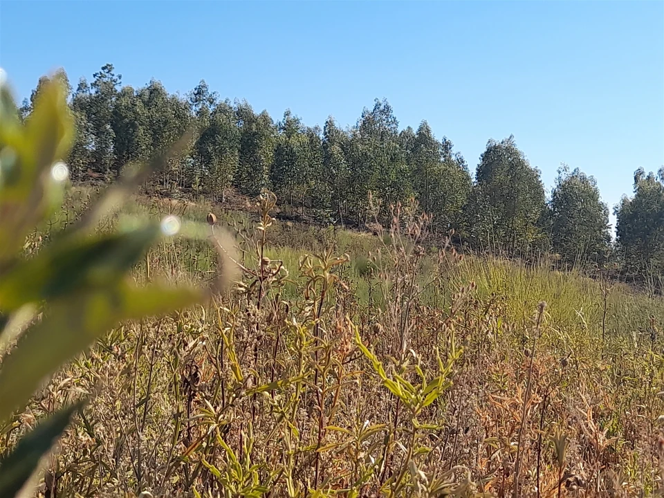 Terreno Agricola ou Rústico para Venda em Ninho do Açor e Sobral do Campo Foto 2
