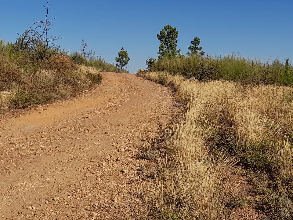 Terreno Agricola ou Rústico para Venda em Ninho do Açor e Sobral do Campo Foto 8