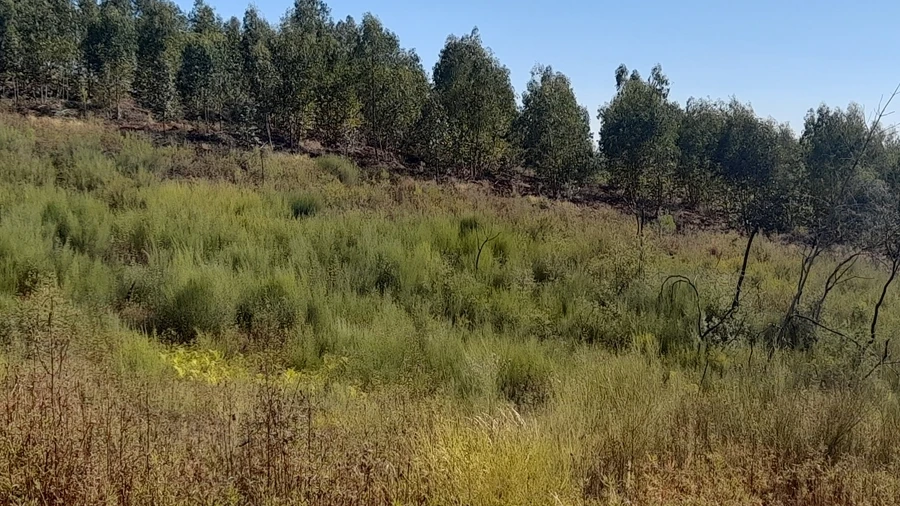 Terreno Agricola ou Rústico para Venda em Ninho do Açor e Sobral do Campo