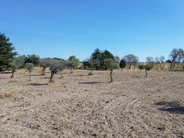 Terreno Agricola ou Rústico para Venda em Lardosa
