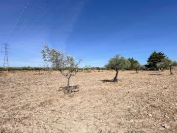 Terreno Agricola ou Rústico para Venda em Lardosa