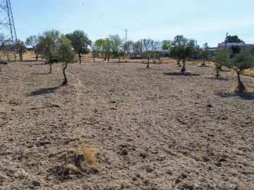 Terreno Agricola ou Rústico para Venda em Lardosa