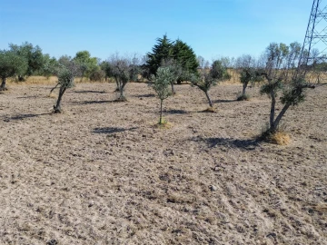 Terreno Agricola ou Rústico para Venda em Lardosa