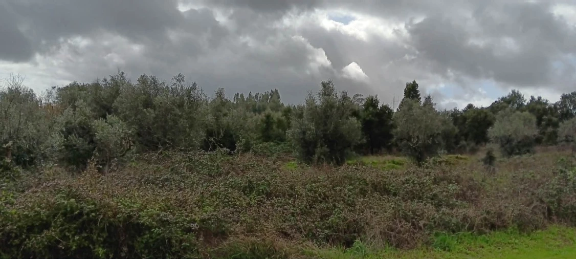 Terreno para Venda em Mação, Penhascoso e Aboboreira Foto 2