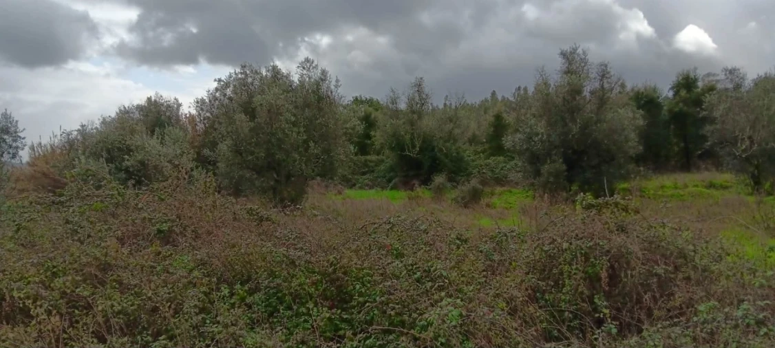 Terreno para Venda em Mação, Penhascoso e Aboboreira Foto 4
