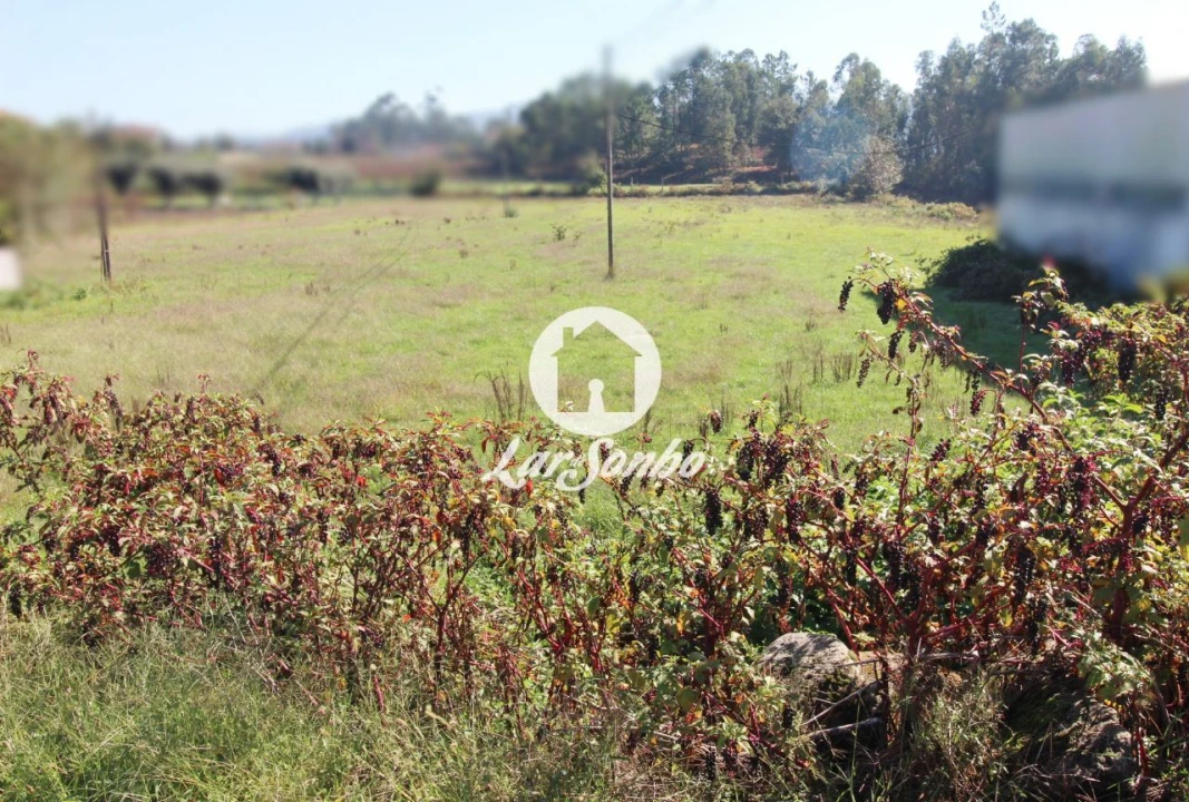 Terreno para Venda em Alvito (São Pedro e São Martinho) e Couto Foto 16