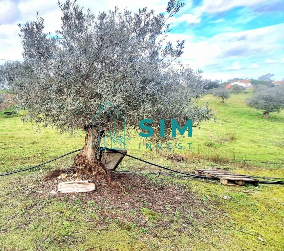 Quinta T5 para Venda em Santiago Maior Foto 27