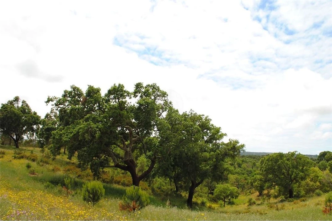 Terreno para Venda em São Luis Foto 10