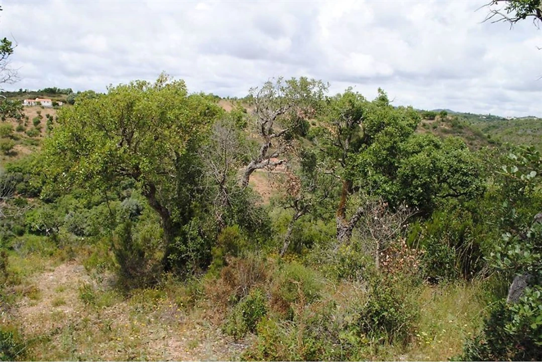 Terreno para Venda em São Luis Foto 3