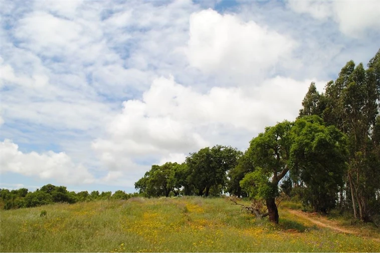 Terreno para Venda em São Luis Foto 11