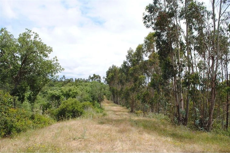 Terreno para Venda em São Luis Foto 6