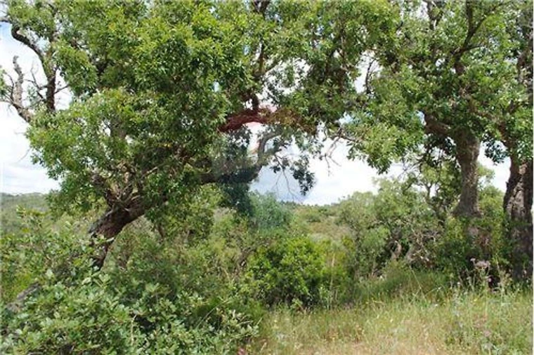 Terreno para Venda em São Luis Foto 4
