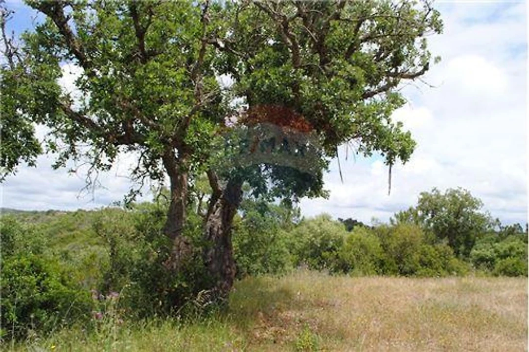 Terreno para Venda em São Luis Foto 5
